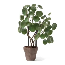 Collection of plants